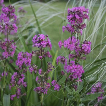 Лихнис вискария (Lychnis viscaria)