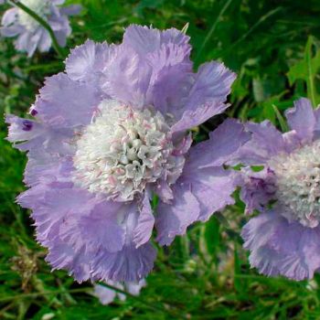 Скабиоза кавказская Kompliment (Scabiosa caucasica Kompliment)