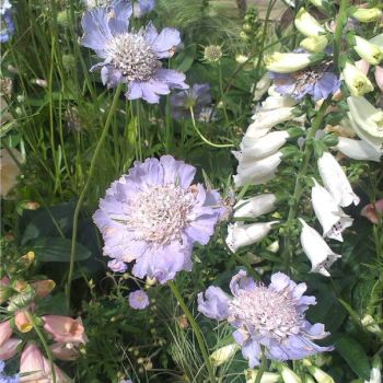 Скабиоза кавказская Kompliment (Scabiosa caucasica Kompliment)