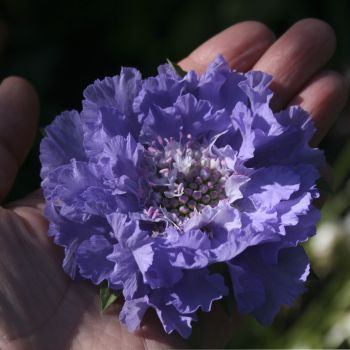 Скабиоза кавказская Kompliment (Scabiosa caucasica Kompliment)