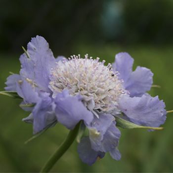 Скабиоза кавказская Kompliment (Scabiosa caucasica Kompliment)