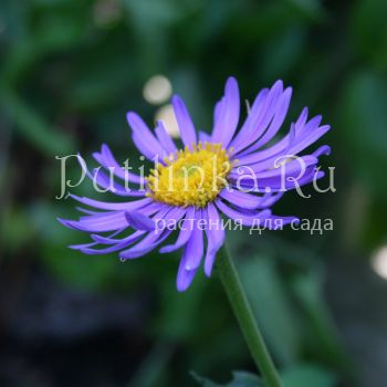 Астра альпийская синяя Dunkle Schone (Aster alpinus Dunkle Schone)