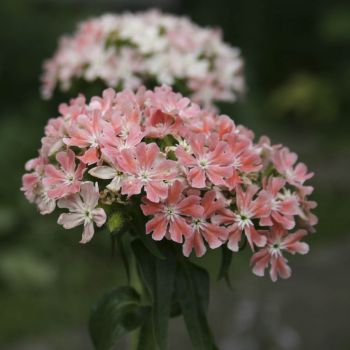 Лихнис халцедонский Carnea (Lychnis chalcedonica Carnea)