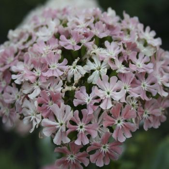 Лихнис халцедонский Carnea (Lychnis chalcedonica Carnea)