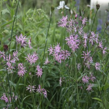 Лихнис обыкновенный ( Lychnis flos-cuculi)