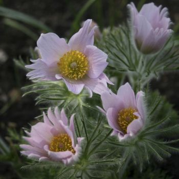 Прострел обыкновенный Perlen Сlocke (Pulsatilla vulgaris Perlen Сlocke)