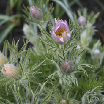 Прострел обыкновенный Perlen Сlocke (Pulsatilla vulgaris Perlen Сlocke)