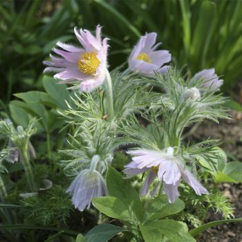 Прострел обыкновенный Perlen Сlocke (Pulsatilla vulgaris Perlen Сlocke)