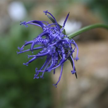 Кольник Шейхцера (Phyteuma scheuchzeri)