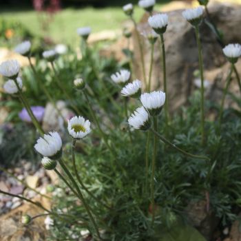 Мелколепестник сложный Alba (Erigeron compositus Alba)