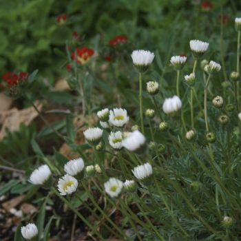 Мелколепестник сложный Alba (Erigeron compositus Alba)