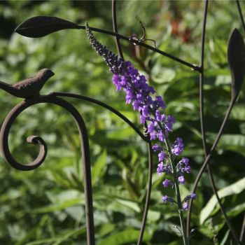 Льнянка (Linaria purpurea)