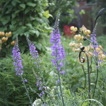 Льнянка (Linaria purpurea)