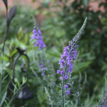 Льнянка (Linaria purpurea)