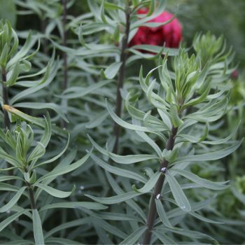 Льнянка (Linaria purpurea)