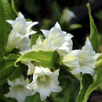 Горечавка ластовневая Alba (Gentiana asclepiadea Alba)