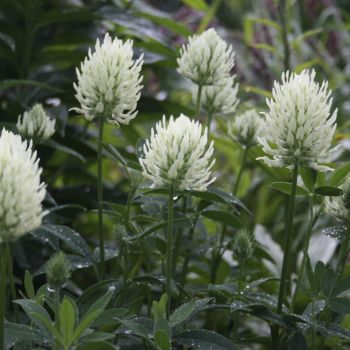 Клевер бледно-желтый (Trifolium ochroleucum)