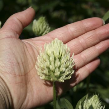 Клевер бледно-желтый (Trifolium ochroleucum)