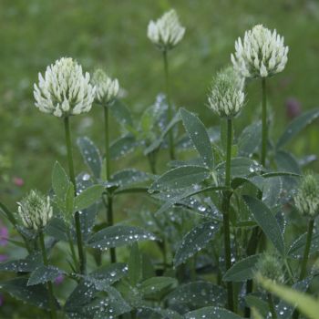 Клевер бледно-желтый (Trifolium ochroleucum)