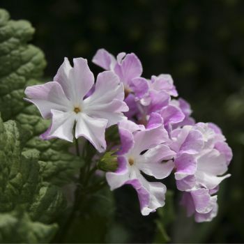 Примула Зибольда Sniokemuri (Primula sieboldii Sniokemuri)