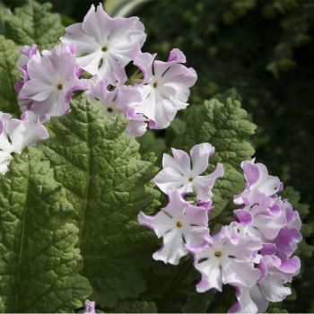 Примула Зибольда Sniokemuri (Primula sieboldii Sniokemuri)