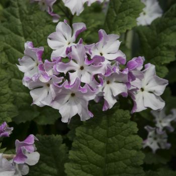 Примула Зибольда Sniokemuri (Primula sieboldii Sniokemuri)