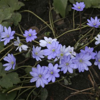 Печеночница Трансильванская (H. transsilvanica)