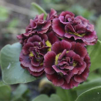 Примула ушковая Forest Rochet (Primula auricula Forest Rochet)