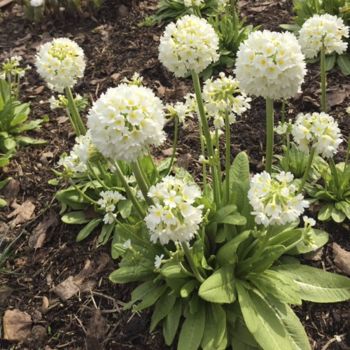 Примула мелкозубчатая Alba (Primula denticulata Alba)