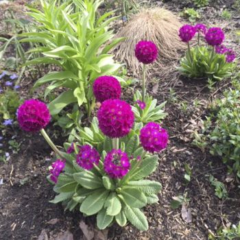 Примула мелкозубчатая Rubra (Primula denticulata Rubra)