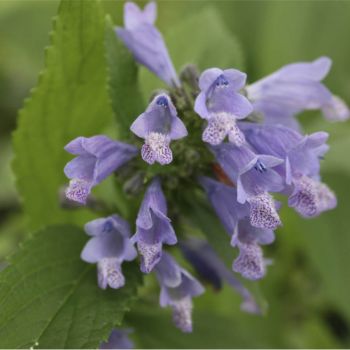 Котовник почти-сидячий (Nepeta subsessilis)