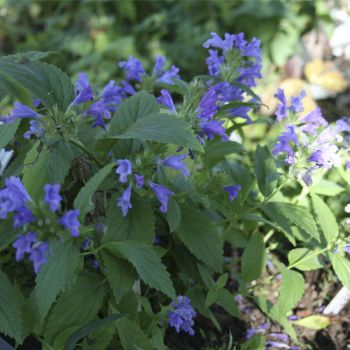 Котовник почти-сидячий (Nepeta subsessilis)