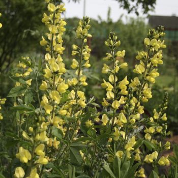 Баптизия молочноцветковая  (Baptisia lactiflora)