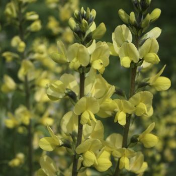 Баптизия молочноцветковая  (Baptisia lactiflora)