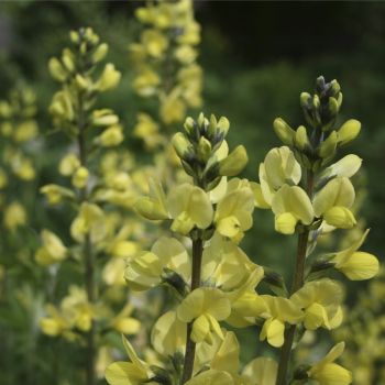 Баптизия молочноцветковая  (Baptisia lactiflora)