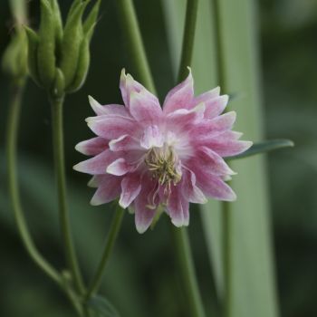 Аквилегия гибридная Nora Barlow (Aquilegia hybrida Nora Barlow)