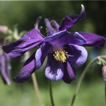 Аквилегия (Aquilegia)