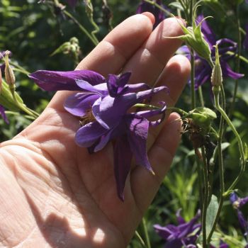 Аквилегия (Aquilegia)