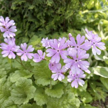 Примула Зибольда Nuretubame (Primula sieboldii Nuretubame) 3