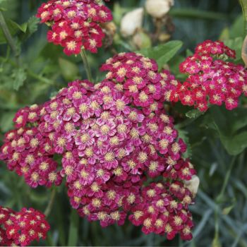 Тысячелистник Red Velvet (Achillea Red Velvet)