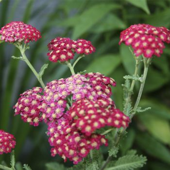 Тысячелистник Red Velvet (Achillea Red Velvet)