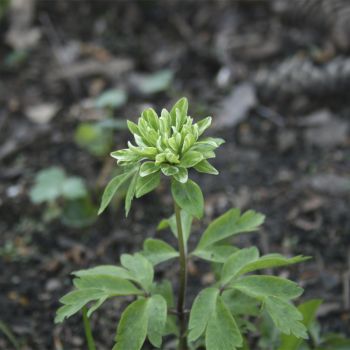 Анемона дубравная Monstrosa (A. nemorosa Monstrosa)