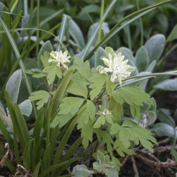 Анемона дубравная Monstrosa (A. nemorosa Monstrosa)