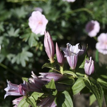 Горечавка ластовневая Pink Swallow (Gentiana asclepiadea Pink Swallow)