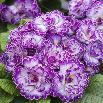 Примула Belarina Lively Lilac (Primula Belarina Lively Lilac)