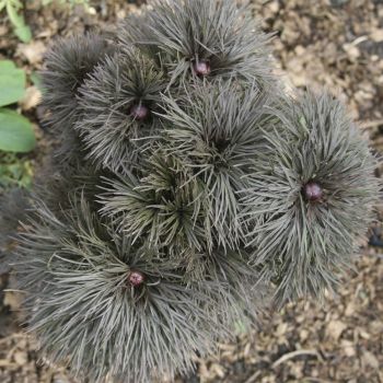 Пион тонколистный с красными стеблями (P. tenuifolia var. purpureifolia)