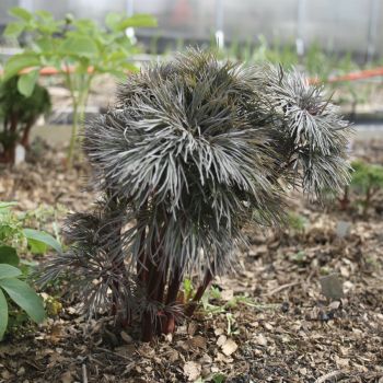 Пион тонколистный с красными стеблями (P. tenuifolia var. purpureifolia)