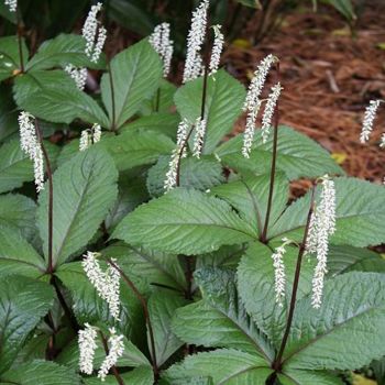 Хлорант сидячецветковый (Chloranthus sessilifolius)