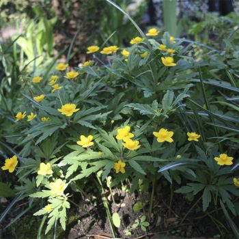 Анемона лютичная Tapio (A. ranunculoides Tapio)