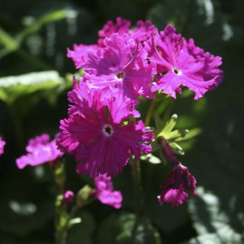 Примула Зибольда (Primula sieboldii) 21